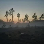 EUDR-compliance-supply-chain-customs